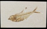 Diplomystus Fossil Fish - Wyoming #41129-1
